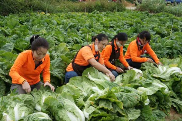 金門良金牧場 金門高粱酒糟清香酸白菜：圖片 3