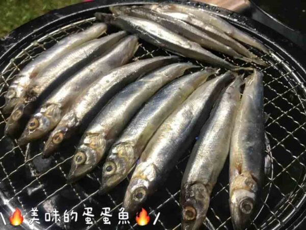 加拿大抱卵柳葉魚：圖片 5