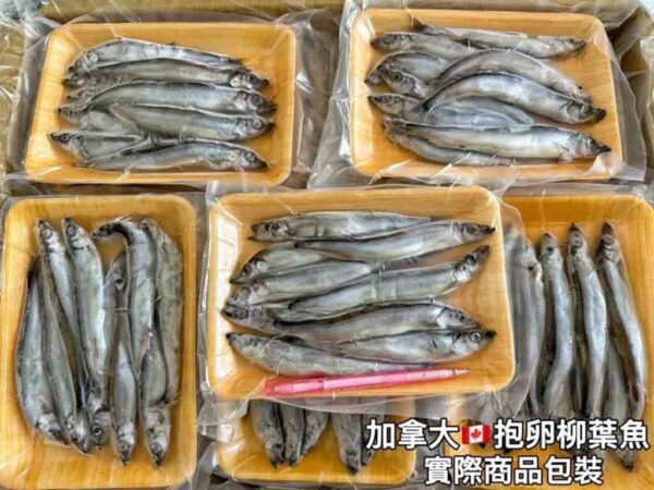 加拿大抱卵柳葉魚：圖片 4