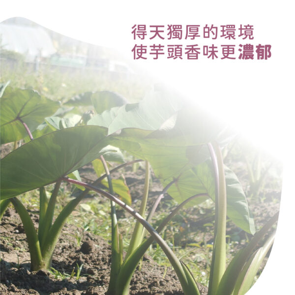 熊好運 芋頭粉：圖片 2