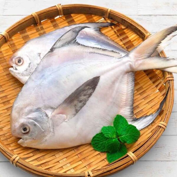 野生正白鯧魚